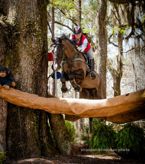 Jessica Phoenix and Patras VR during the 2014 Red Hills International Horse Trials. Photo by Shannon Brinkman