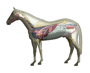 A Guided Tour of Equine Anatomy will be conducted by Dr. Jeff Thomason on April 26 and 27, 2014.