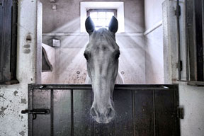 Thumbnail for Angel Horse Image Wins FEI Solidarity Photo Grand Prix