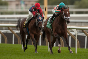 Patrick Husbands guides Conquest Harlanate (orange and turquoise silks) to victory in the $200,000 Natalma Stakes at Woodbine. Photo by Michael Burns Photography