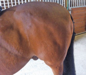 The horse is standing with its hind legs splayed and out of body alignment, which indicates the amount of pain this animal is in even when standing still.