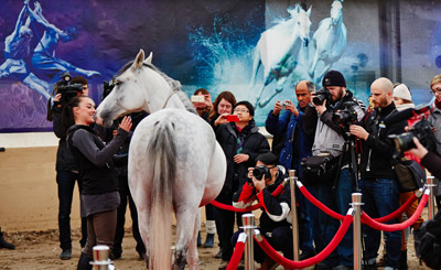 The stars of Cavalia’s Odysseo have arrived in Toronto. The show opens on April 8th.