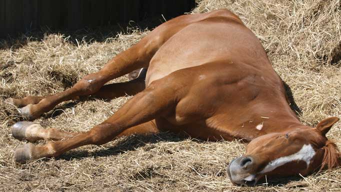 Rem Sleep How Horses Sleep And Different Equine Sleep Disorders,Maple Trees In Fall