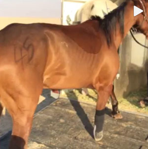 A bay mare being loaded into a trailer with a missing off fore foot. The caption says the amputation took place after a CEI in Riyadh, Saudi Arabia.