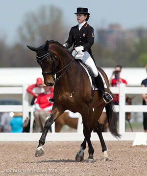 Belinda Trussell from Stouffville, ON enjoyed a career highlight, setting a Canadian record score with Anton during the CDI Ottawa Dressage Festival (ODF), held May 19-22 at Wesley Clover Parks, and marking one of the final Canadian qualifying competitions for the 2016 Rio Olympics. Photo by Cealy Tetley- www.tetleyphoto.com