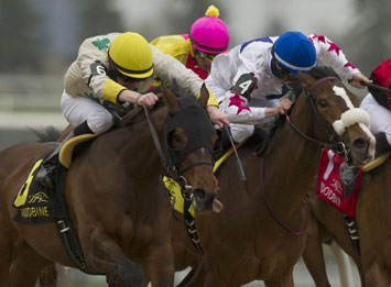Crumlin Spirit won the $125,000 Lady Angela Stakes at Woodbine. Photo by Michael Burns Photography