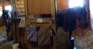 Zephyr is nearest and Woodsy is peeking round the corner of his stall