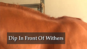 Dip-in-Front-of-Withers