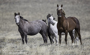 A plan to round up 500 horses from the Wyoming Checkerboard area beginning on October 18 has been deemed illegal. Photo by Carol Walker