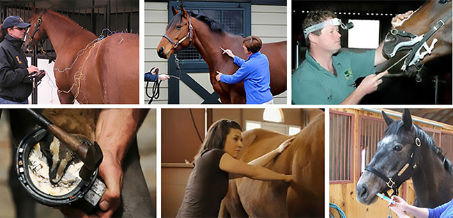 Top Left: Acupuncture treatment by Dr. Joanna Robson (photo courtesy of Dr. Joanna Robson); Top Middle: Vet giving an IM injection; Top Right: Vet administering a dental 'Floating' treatment;Bottom Left: Farrier nailing on a shoe; Bottom Middle: Equine Massage Therapist in action; Bottom Right: Administering of a scheduled deworming treatment. (Photos: Internet with the exception of Dr. Joanna Robson photo top left)