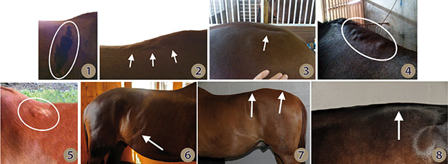 The goal of saddle fitting is to prevent discomfort, behavioral issues and damage by avoiding pressure on reflex points and distributing the rider’s weight optimally over the saddle support area. Listen to what your horse is trying to tell you and make sure your saddle is checked regularly for proper fit!