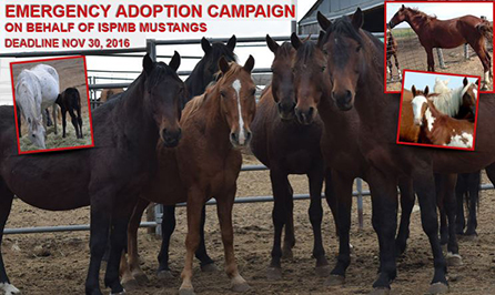Thumbnail for More Than 800 Mustangs At Risk of Slaughter