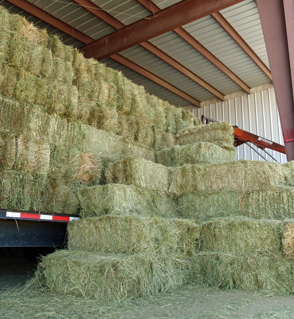 Thumbnail for AEF Sending 1,500 Bales of Hay for Fort McMurray Equines