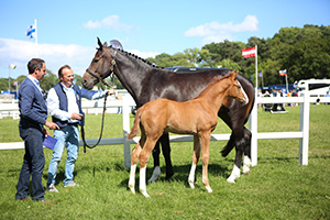 Thumbnail for Foal by Big Star Sets Bolesworth Elite Auction Record
