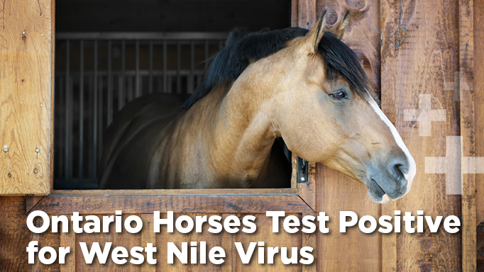 Thumbnail for Ontario Horses Test Positive for West Nile Virus