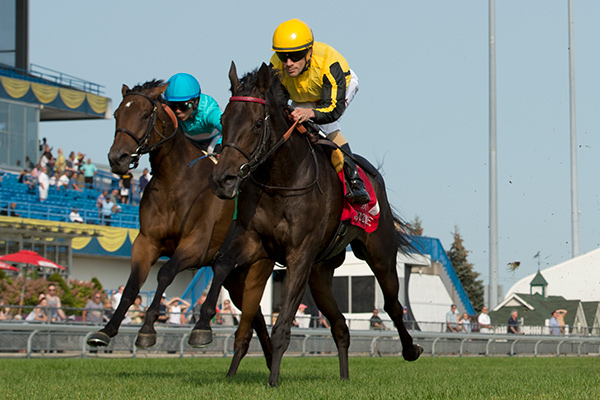 Quidura winning the Canadian (Grade 2) Stakes on September 16 at Woodbine Racetrack. Photo by Michael Burns
