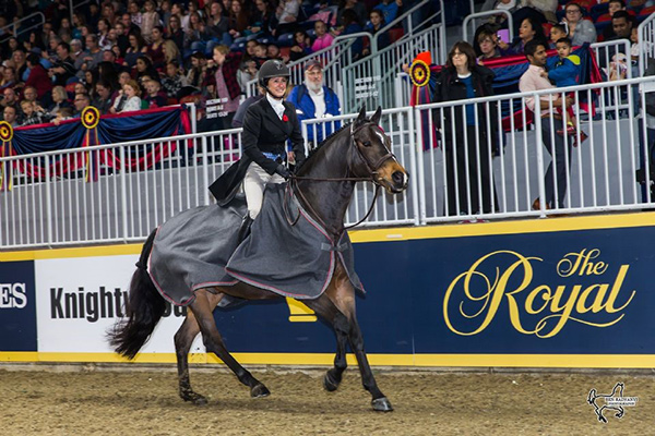 Darcy Hayes of Aurora, ON, rode Say When to a second consecutive victory in the $15,000 Braeburn Farms Hunter Derby for owner Danielle Trudell-Baran on Sunday, November 5, at the Royal Horse Show in Toronto, ON. Photo by Ben Radvanyi Photography