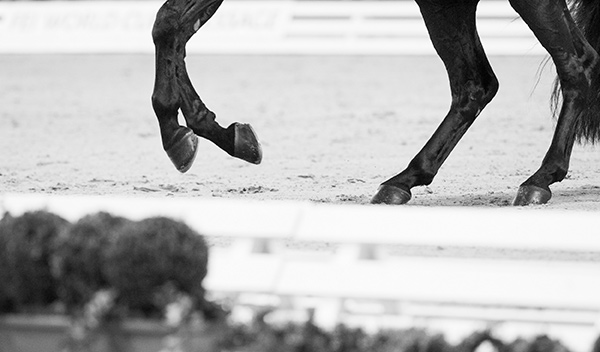 OTTO Sport International, known globally for producing footing for equestrian arenas at the world’s biggest events, will now be helping FEI Campus users with invaluable footing advice and sharing their knowledge of helping horses to stay physically healthy. Photo by FEI/Cara Grimshaw