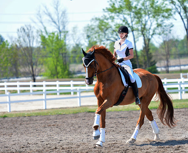 Prior to her tragic accident in September 2016, Élisabeth Brosda was a rising star in dressage paired with Viva’s White Pearl.