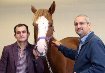 Thumbnail for Research at the University of Guelph targets equine virus