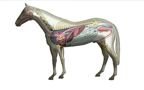 Equine Anatomy artwork provided by Ruth Benns.