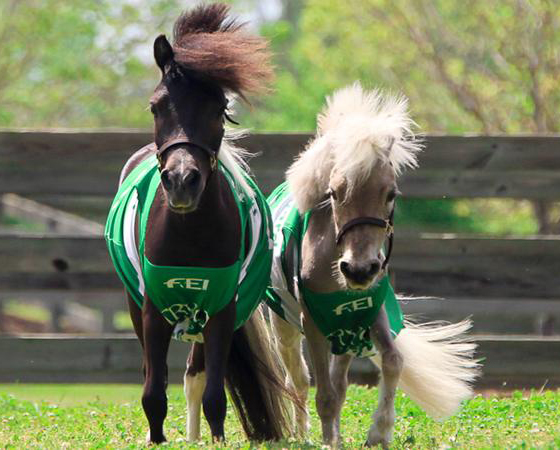 Meet Star & Huck, the Official Mascots of the FEI World Equestrian Games™ Tryon 2018.