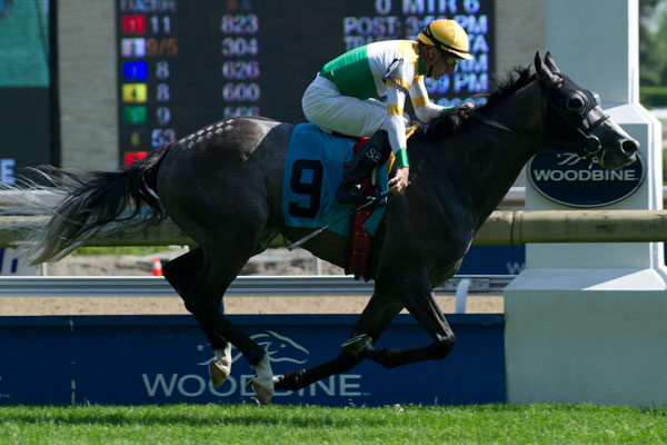 Final Copy winning the Singspiel Prep on May 25 at Woodbine. Michael Burns Photo