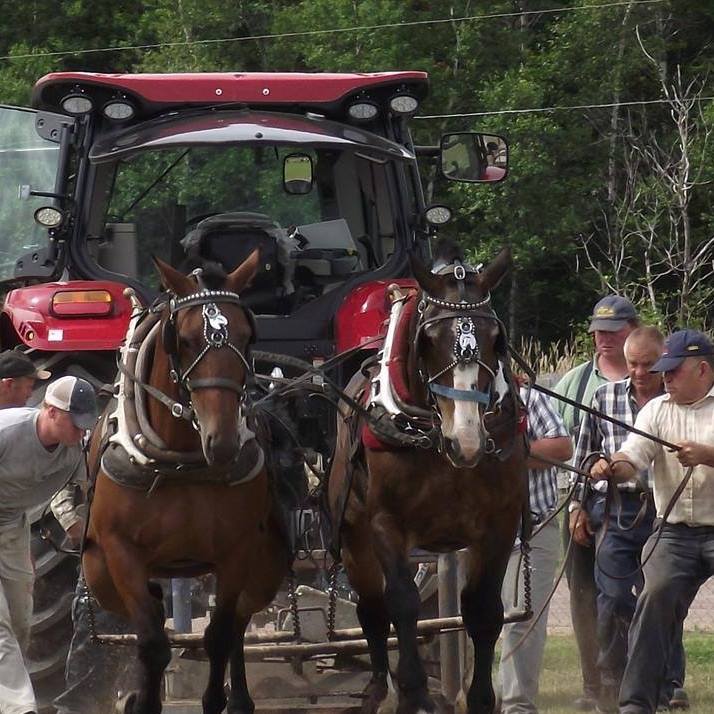 Eldon Rideout (far right) and his grandson, Michael Goodwin (far left), were killed on July 21st along with two horses they were hauling to a horse pulling event in New Brunswick. Photo Facebook/Eldon Rideout