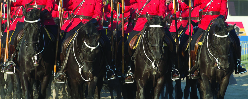 Thumbnail for RCMP Foundation to auction off up to 40 Hanoverians