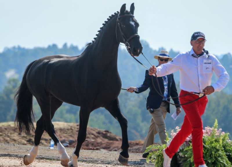 All horses pass the Polaris RANGER Driving horse inspection today eager to get things underway for the Driving Dressage tomorrow at the FEI World Equestrian Games™ Tryon. Photo ©Tryon