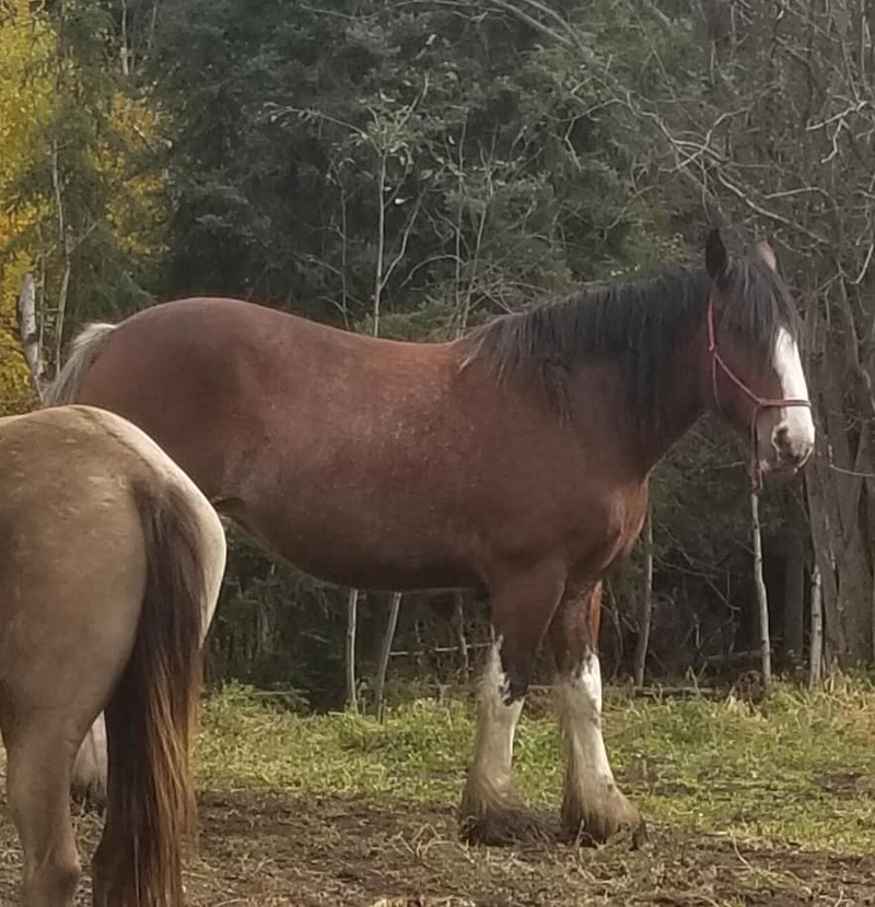 An Alberta horse owner is desperate to find her missing Clydesdale mare, pr...
