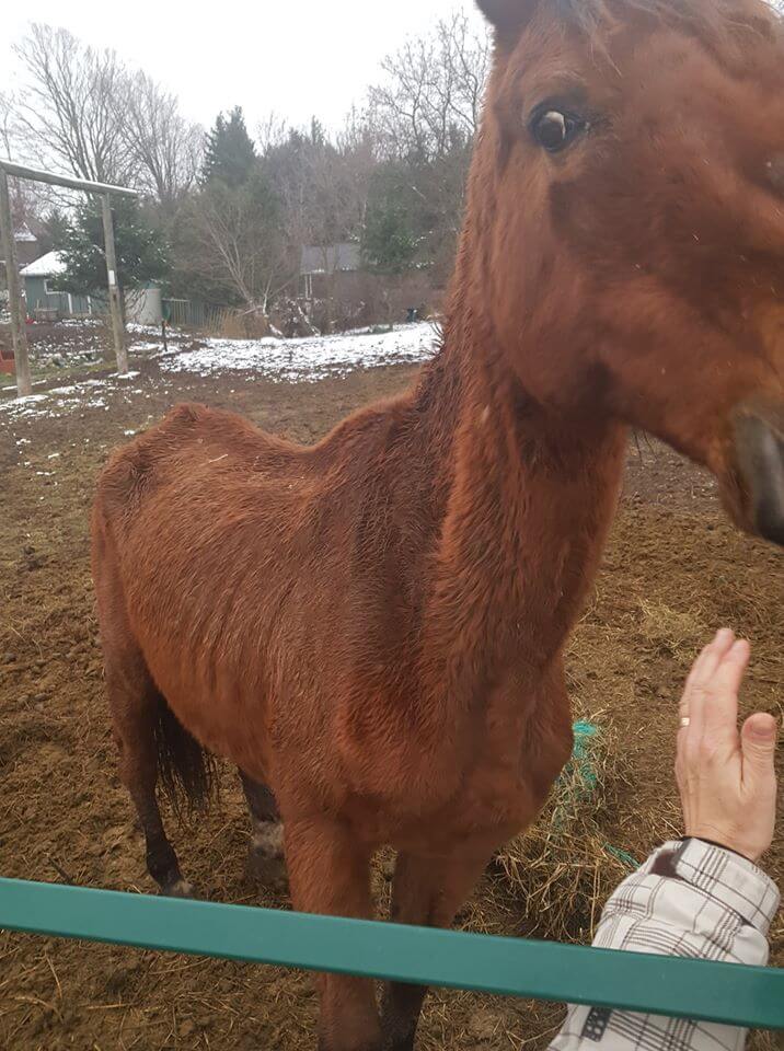 The Ontario Provincial Police and Ontario SPCA have opened an investigation into the condition of horses on a Waterford, Ontario farm. Photo: Facebook/Natalie Tupper