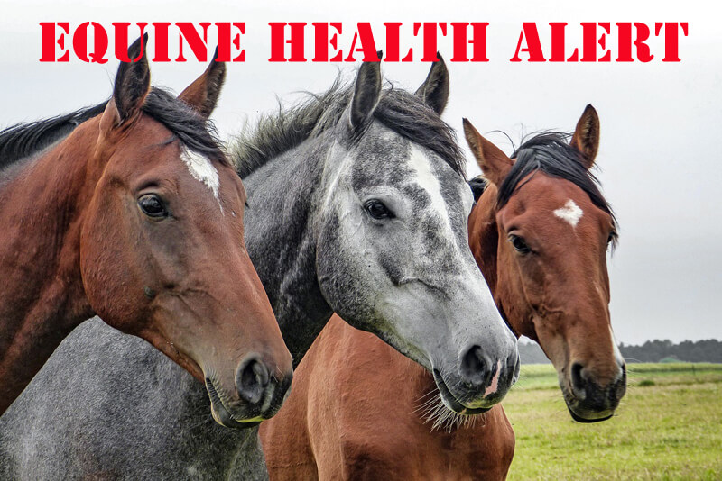 An Equine Infectious Anemia (EIA)-affected premises has been identified in the province of British Columbia.