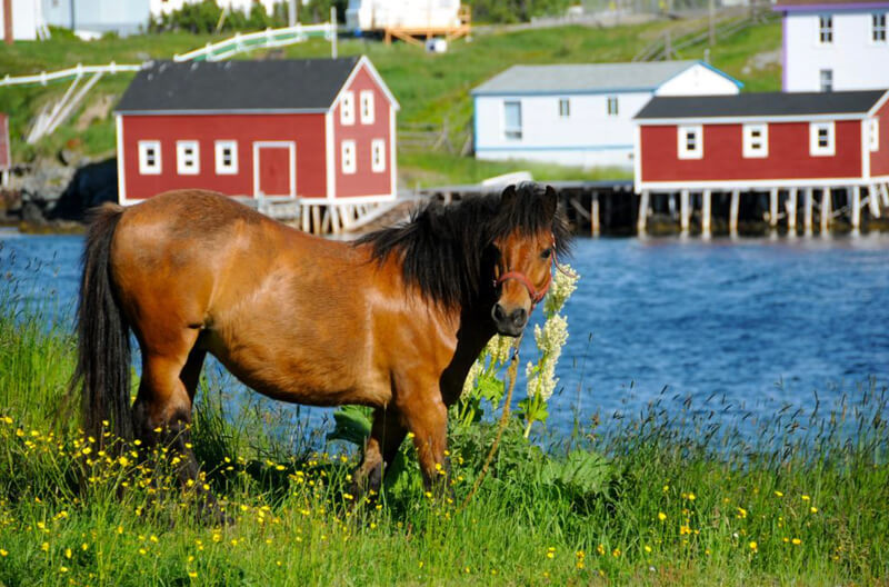 Thumbnail for Newfoundland Pony Heritage Park