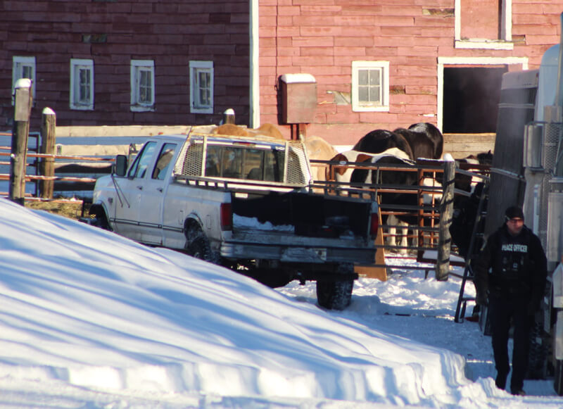 On January 8, 2019, officers removed dozens of horses from Patricia Moore’s property. Photo courtesy of Brenda Belanger