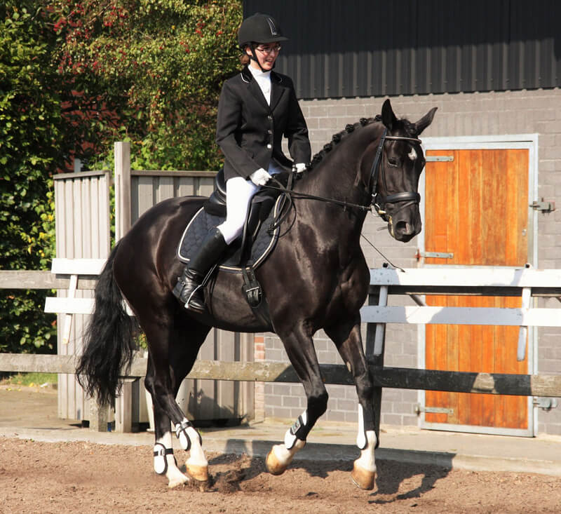 Prepare for your 2019 debut in the dressage ring with the Am I Ready Series, a free service offered to current EC Sport Licence Holders who have indicated dressage as their primary discipline.