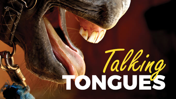 Best bits for horses that put tongue over the bit Everything You Need To Know About The Equine Tongue