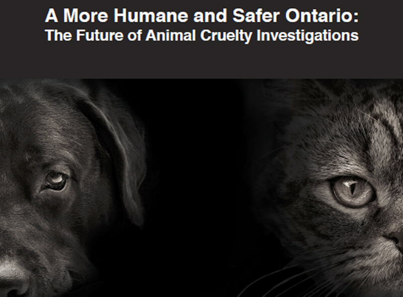Animal cruelty enforcement expert Kendra Coulter has released a new report: A More Humane and Safer Ontario: The Future of Animal Cruelty Investigations.