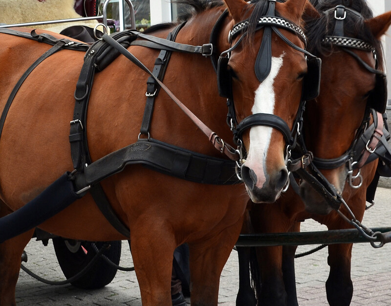 The Montreal SPCA has partnered with the City of Montreal to provide assistance to horse-drawn carriage owners when the industry becomes illegal in December.