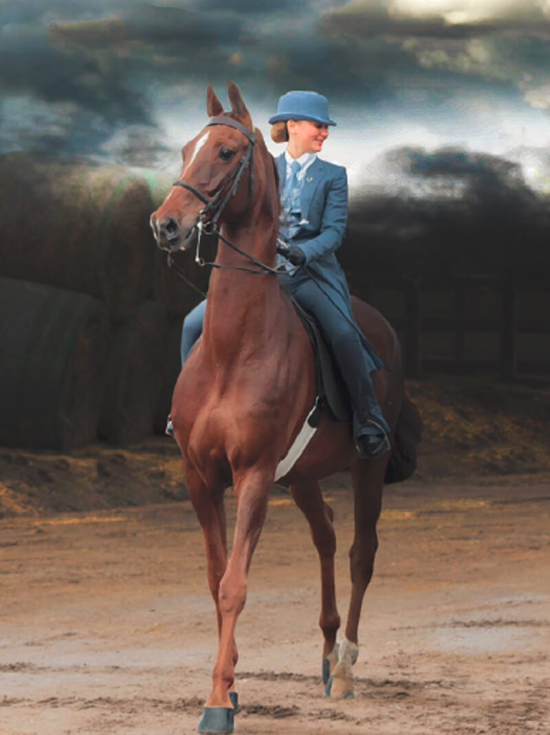 The 2018 Saddlebred Horse of the Year Award has been presented to Jack Daniel’s Daughter, a 12-year-old American Saddlebred mare owned by Jill and Lee Ruskino of Sherwood Park, AB. Photo courtesy of Jill and Lee Ruskino