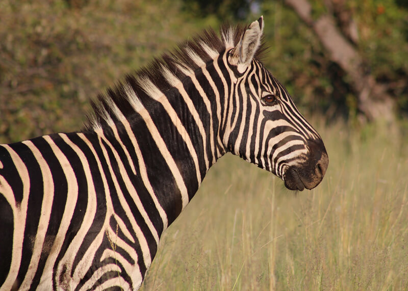 New research indicates that zebras' stripes are used to control body temperature.