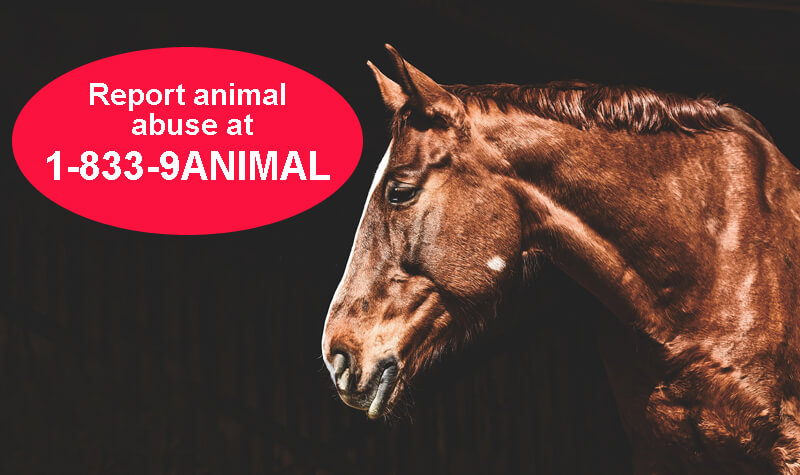 Thumbnail for Ontario Has a New Toll-Free Hotline to Report Animal Abuse
