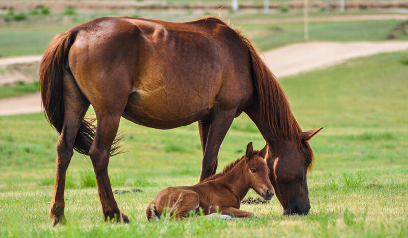 Canadian researchers are investigating the exposure rate of the parasite Neospora caninum and its potential link to equine abortions.