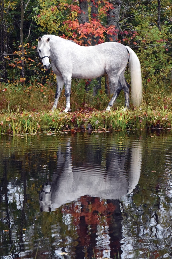 A grey horse looking into a pond.