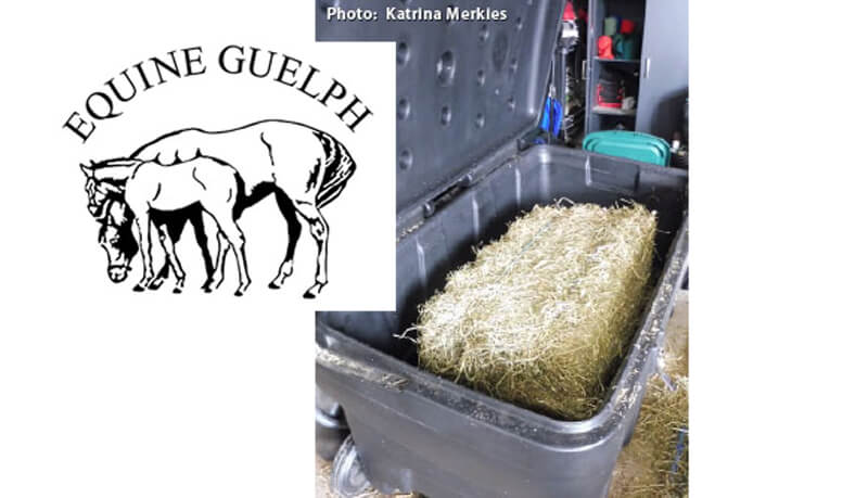 Results are in from the Equine Guelph funded research investigating steamed, soaked and dry hay in Ontario.