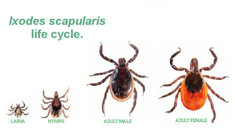 The life cycle of the blacklegged (or deer) tick (shown ~5x life size), Ixodes scapularis.