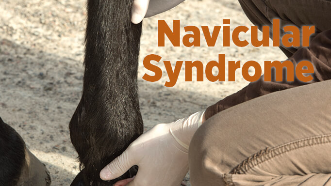 Can a Horse With Navicular Be Ridden 