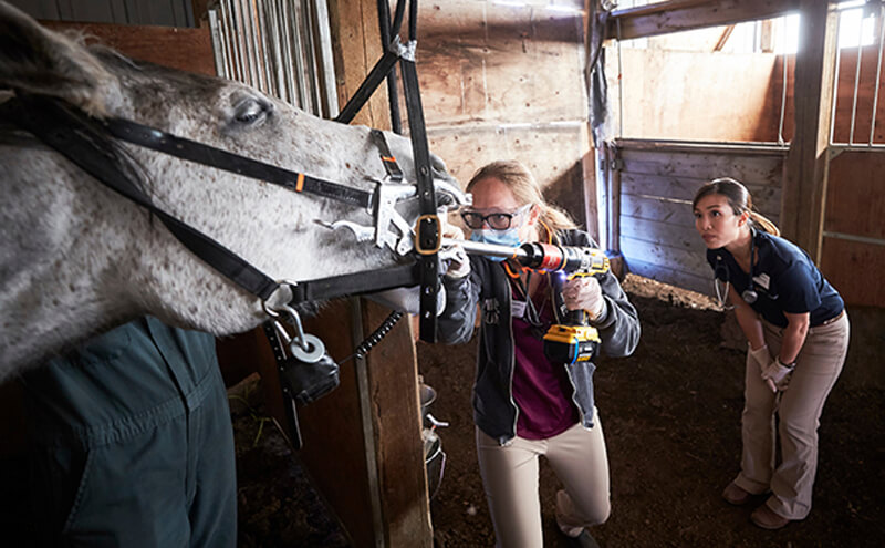 Student Jenna Brandon files a horse’s teeth as Jean-Yin Tan oversees. Photo courtesy of Todd Korol/UCalgary