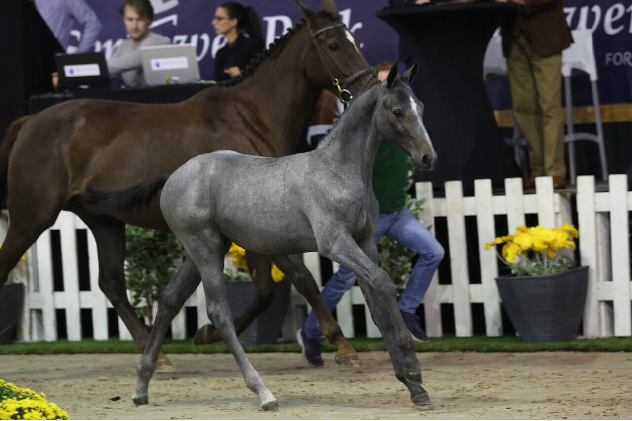 Thumbnail for Cornet Obolensky foal tops Flanders Foal Auction in Belgium