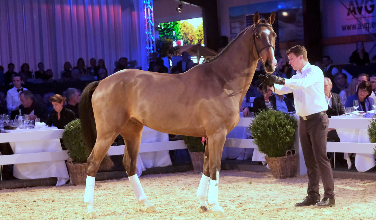 The 6-yr-old Halleluja (Warrant x Pythagoras) was knocked down at this 15th Holger Hetzel Sport Horse Sales for 500,000 euro. (Photograhp T. Hartwig)